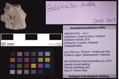 Foto (Objekt + Etiketten) von Galatheites cf. diasema (Robins, Feldmann, Schweitzer & Bonde, 2016) (NHMW-GEO-1990-0041-0163)